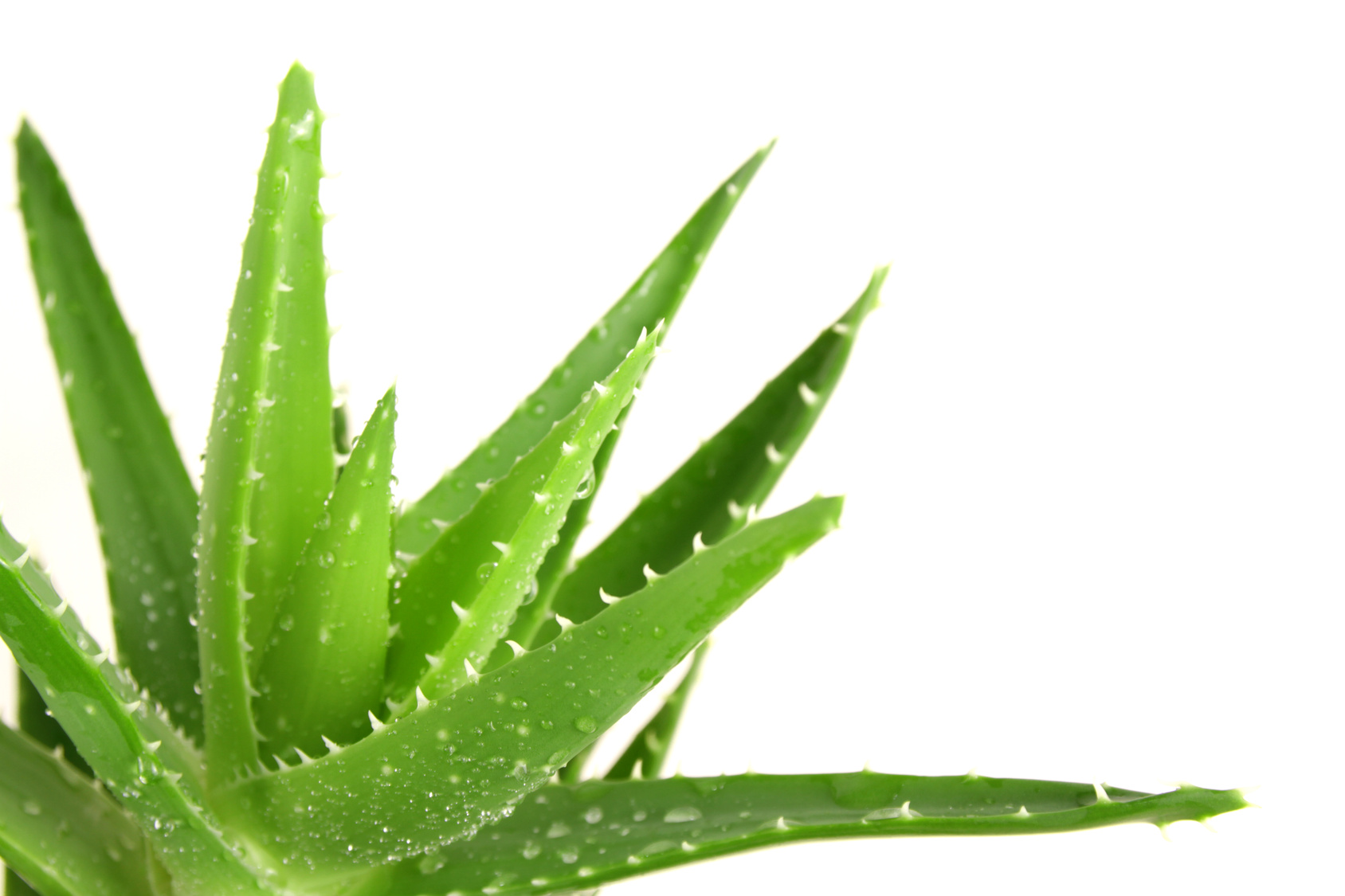 aloe-derived-polysaccharides-found-effective-in-type-2-diabetes-apex